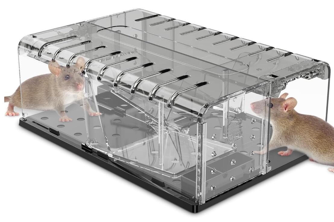 mouse rat
